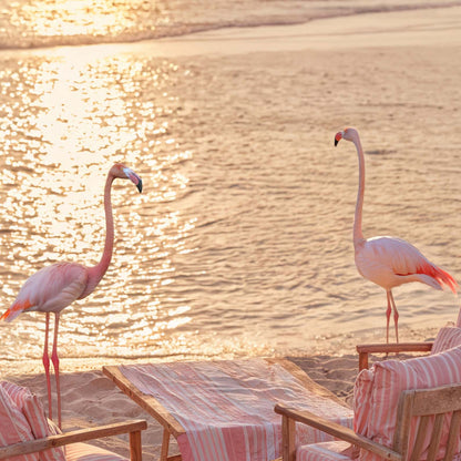 Extreme Close Up Detail Of Flamingos At Sunset