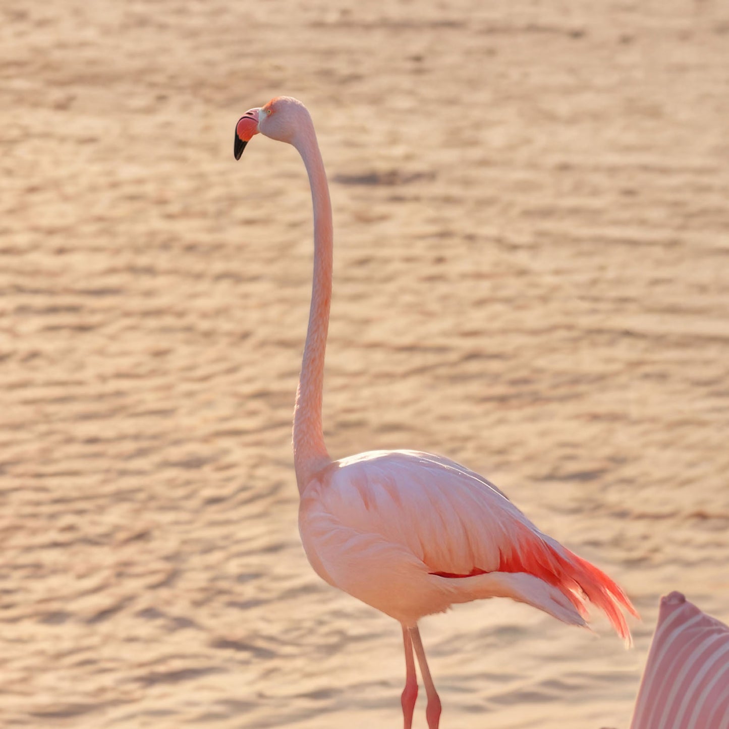 High Resolution Art Texture Of Flamingos At Sunset