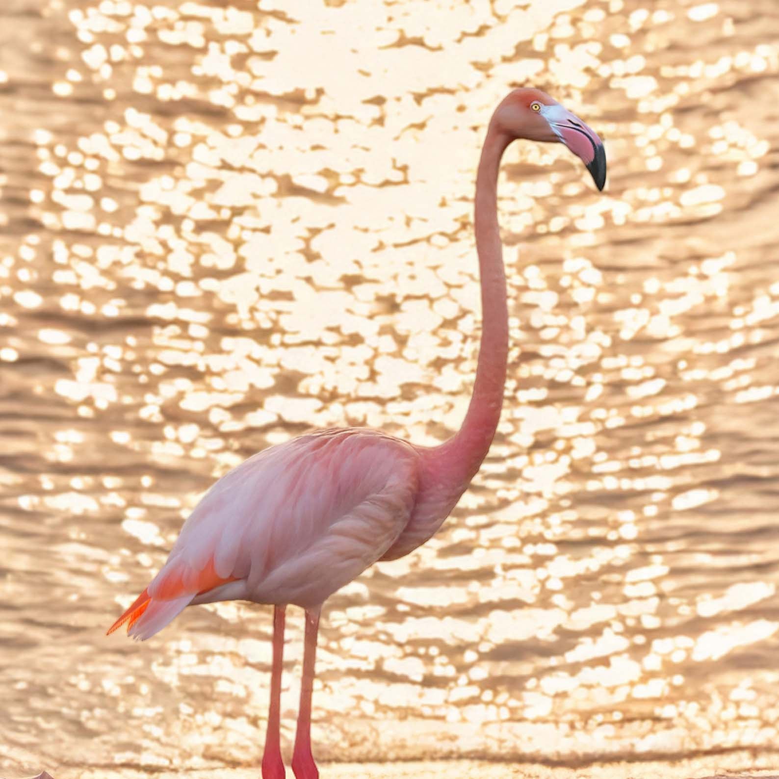 High Definition Print Quality Detail Of Flamingos At Sunset