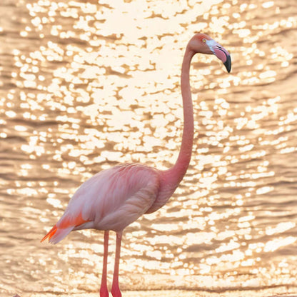 High Definition Print Quality Detail Of Flamingos At Sunset
