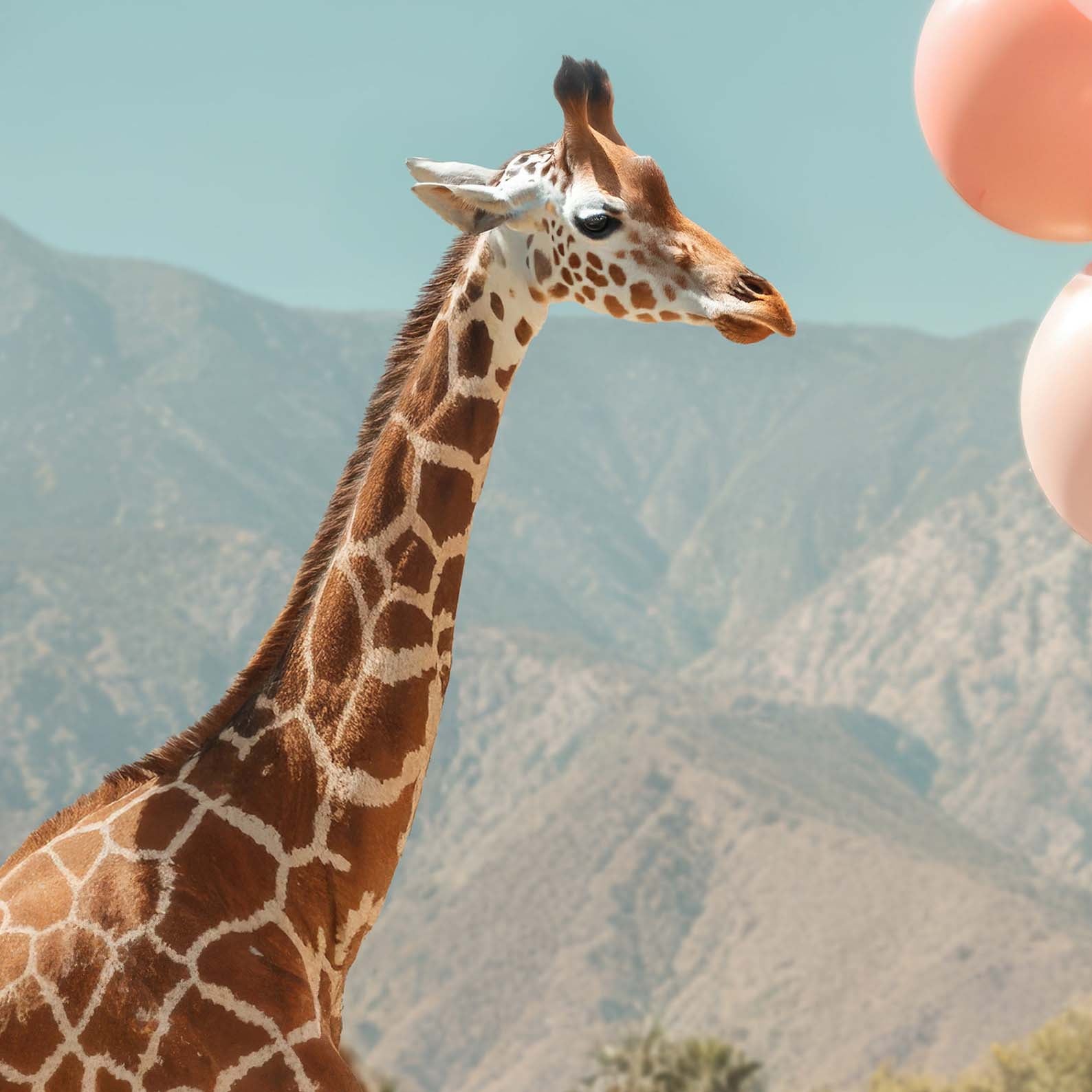Extreme Close Up Detail Of Giraffe And Balloons