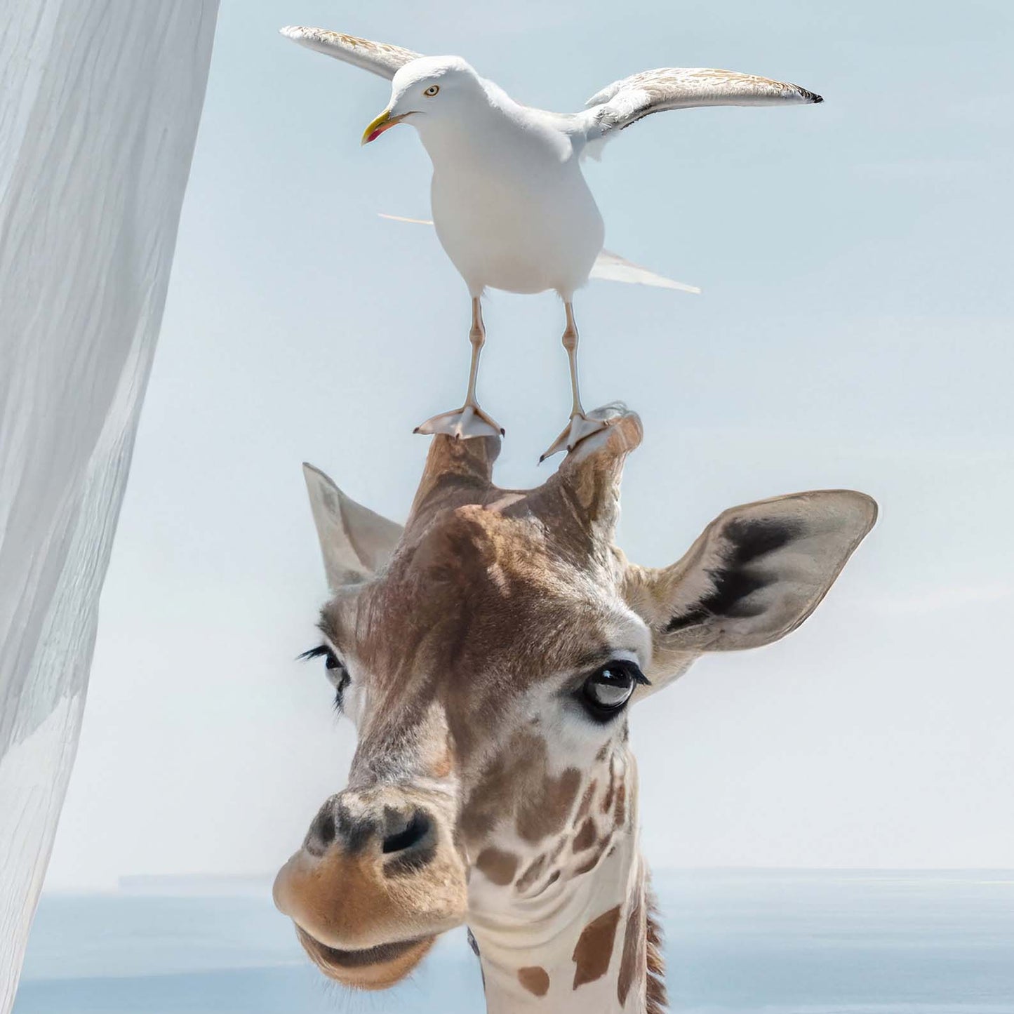 Extreme Close Up Detail Of Giraffe And Seagull