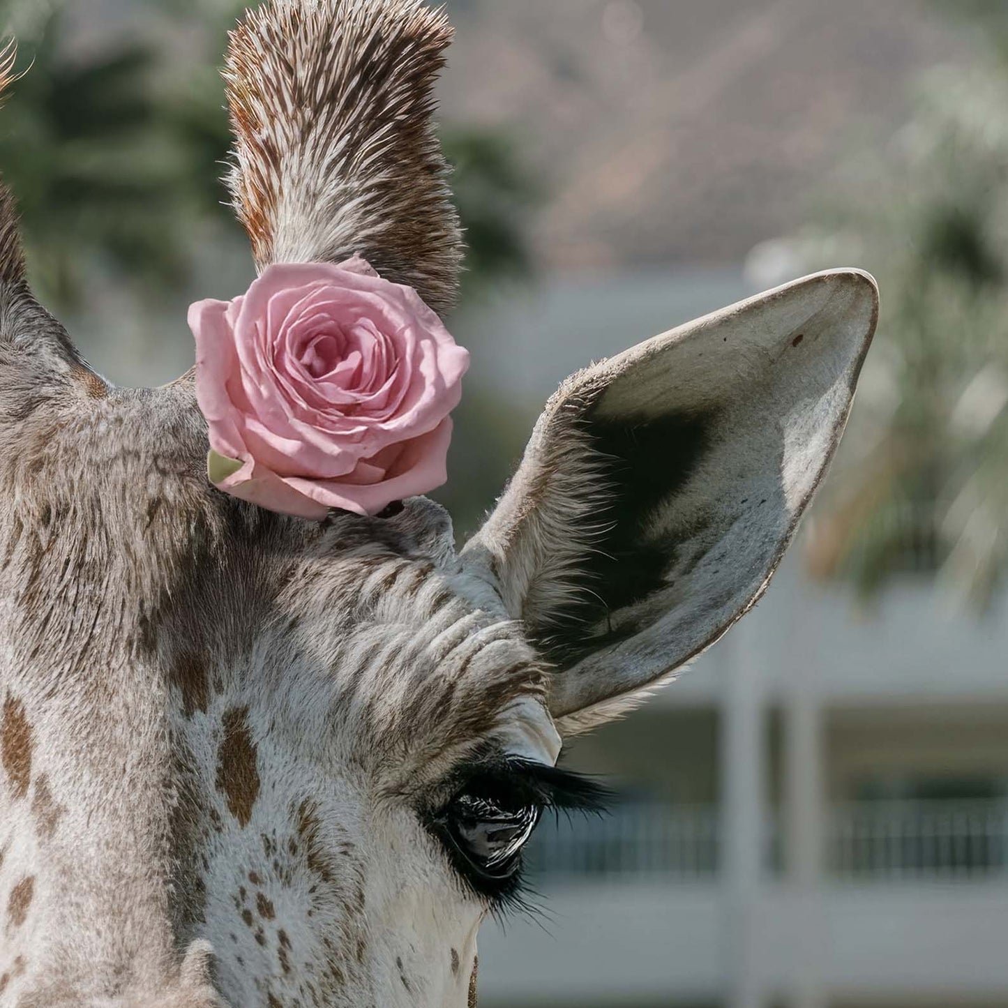High Definition Print Quality Detail Of Giraffe By The Pool