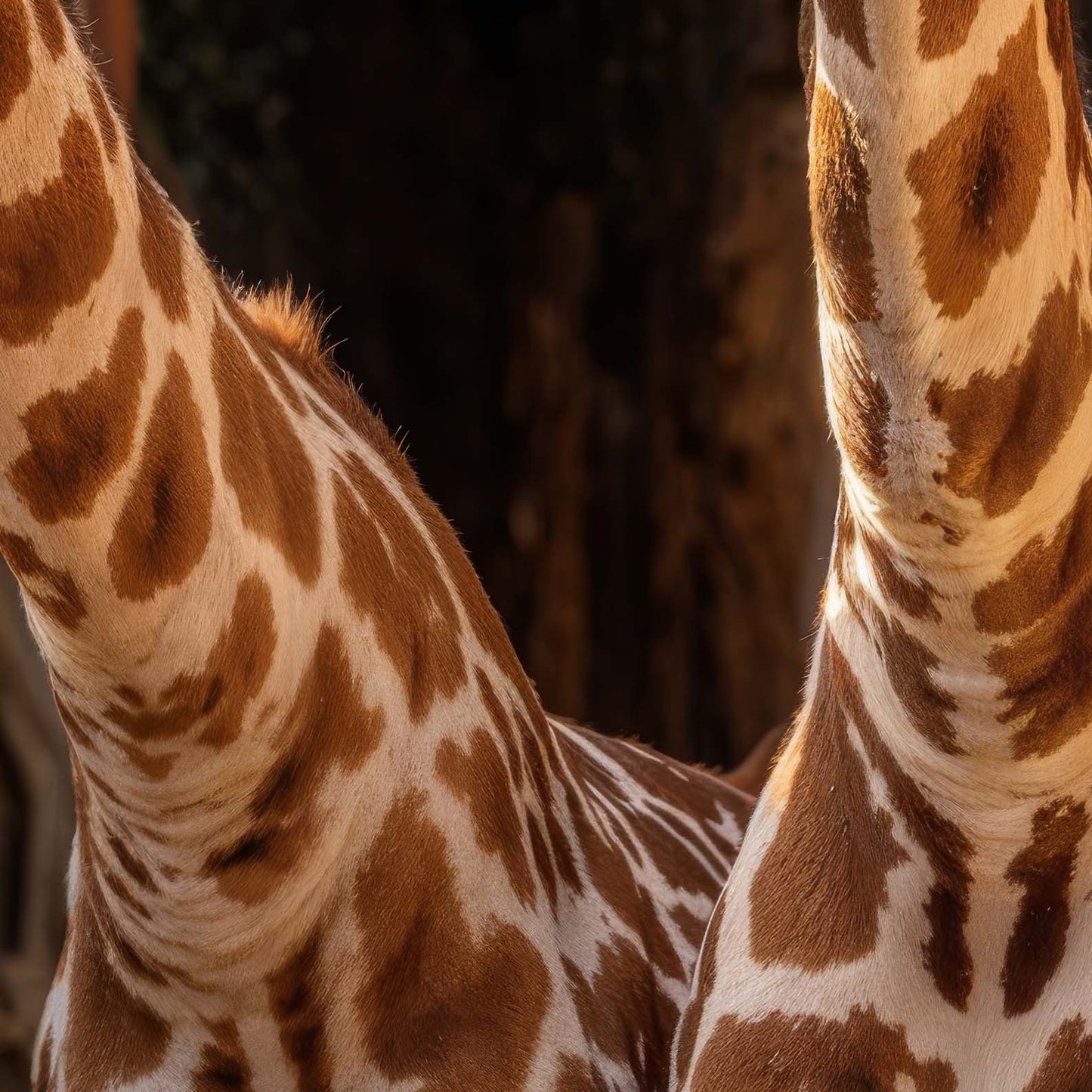 High Resolution Art Texture Of Giraffe Duo