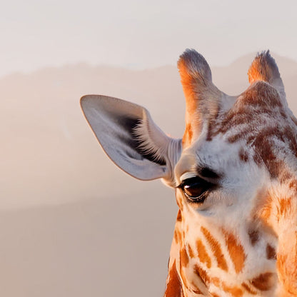 High Resolution Art Texture Of Giraffe In Infinity Pool I