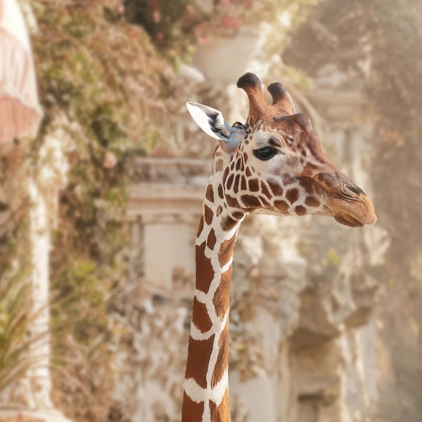 High Definition Print Quality Detail Of Giraffes In A Baroque Dream