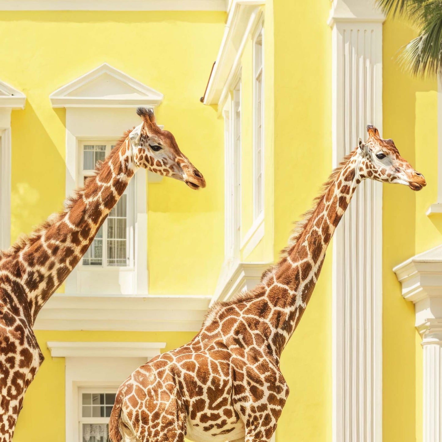 Extreme Close Up Detail Of Giraffes On Vacation