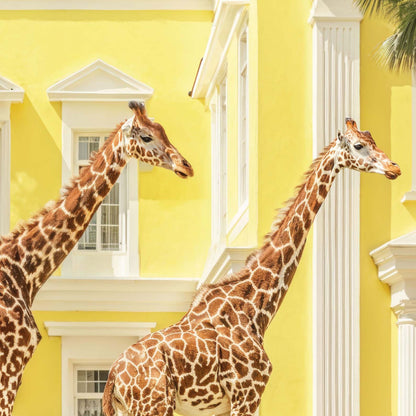 Extreme Close Up Detail Of Giraffes On Vacation