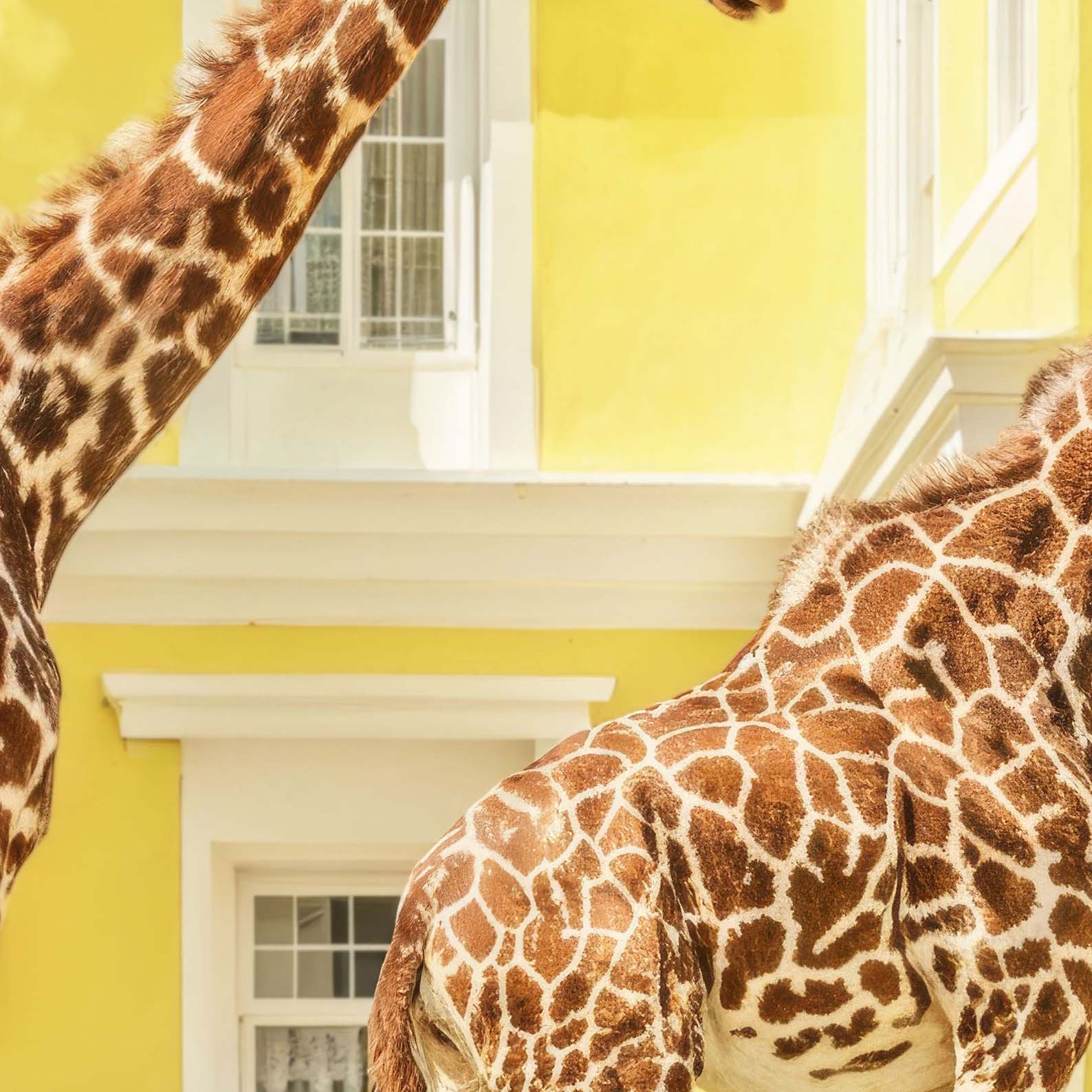 High Resolution Art Texture Of Giraffes On Vacation