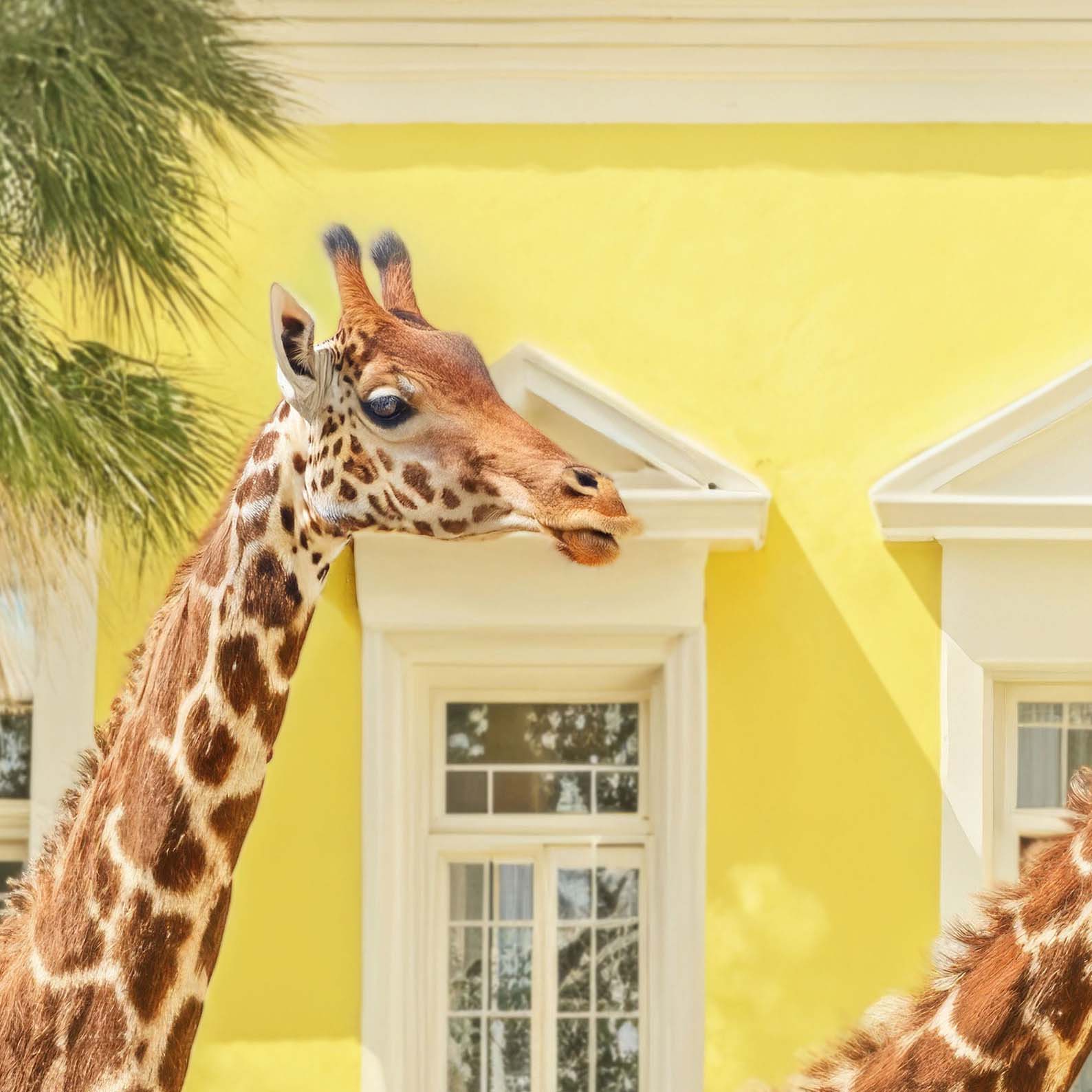 High Definition Print Quality Detail Of Giraffes On Vacation