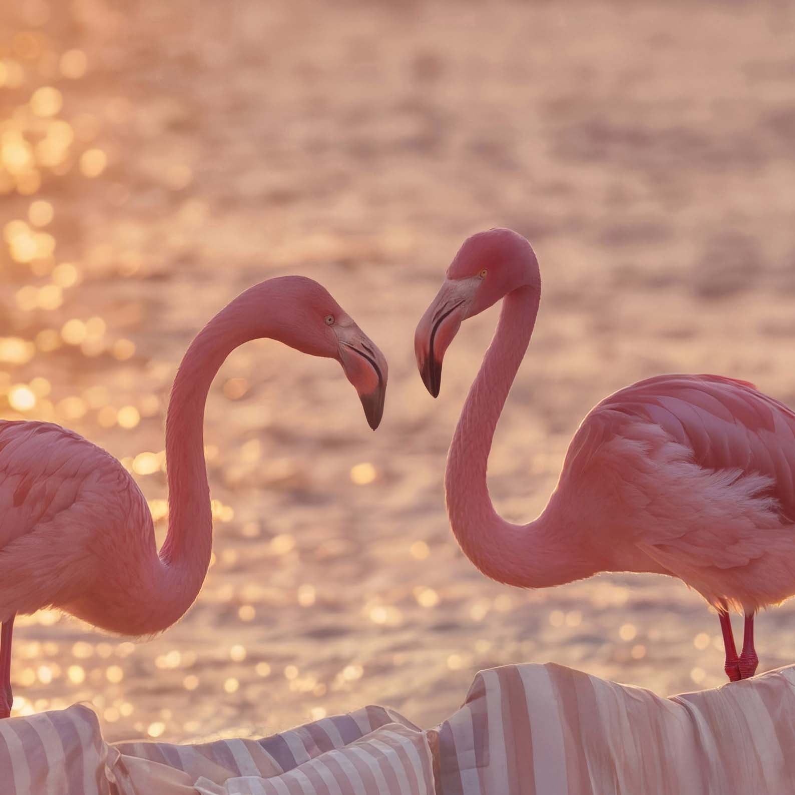 High Resolution Art Texture Of Golden Hour Flamingos