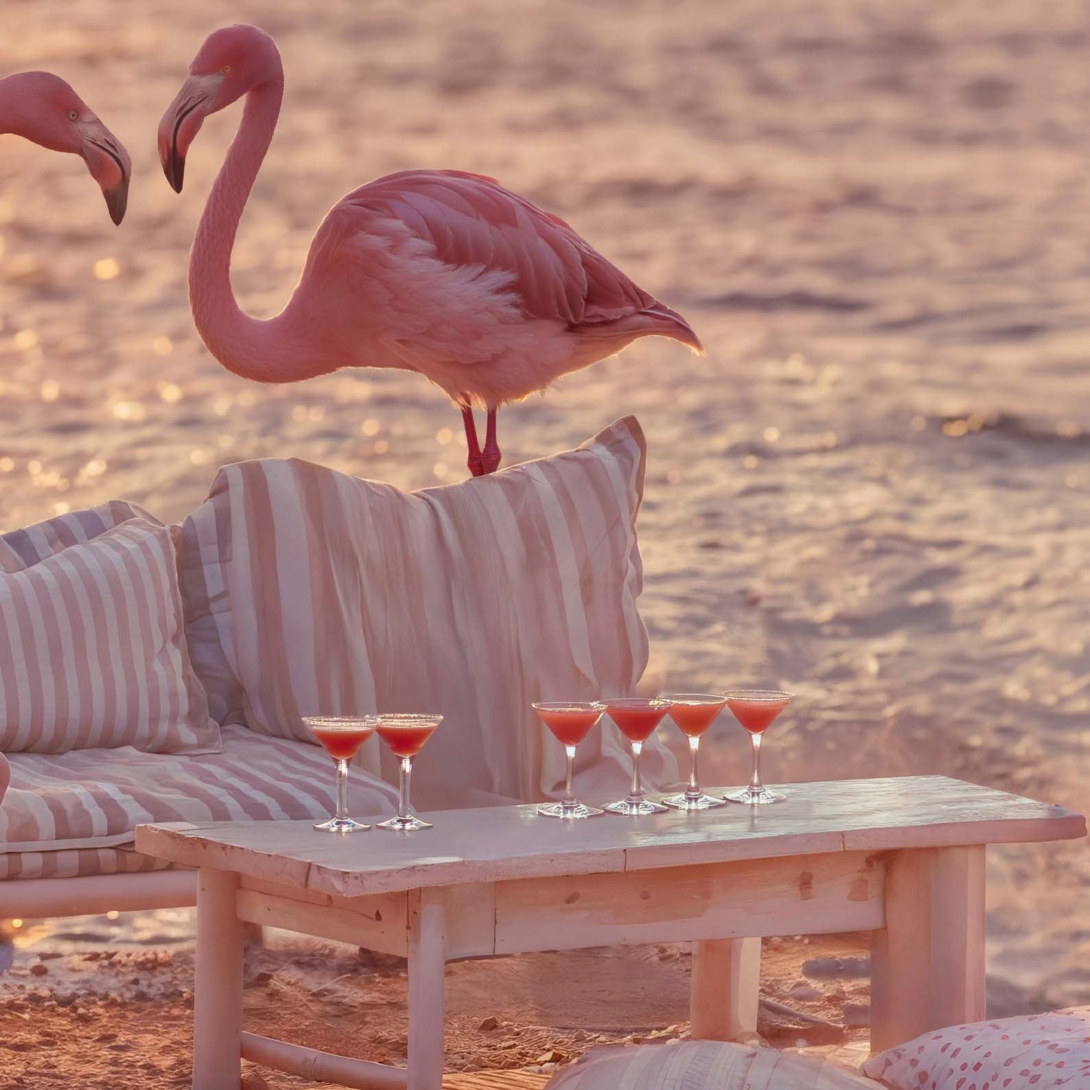 High Definition Print Quality Detail Of Golden Hour Flamingos