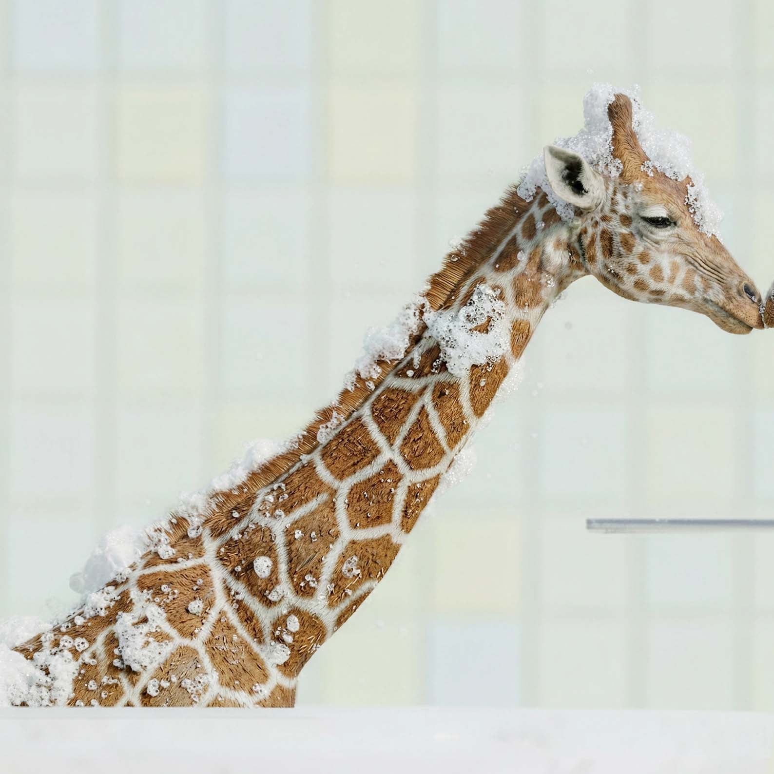 Extreme Close Up Detail Of Kissing Giraffes In Bathtub