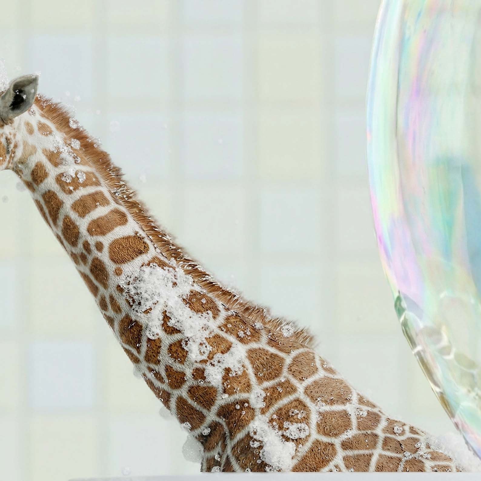 High Resolution Art Texture Of Kissing Giraffes In Bathtub