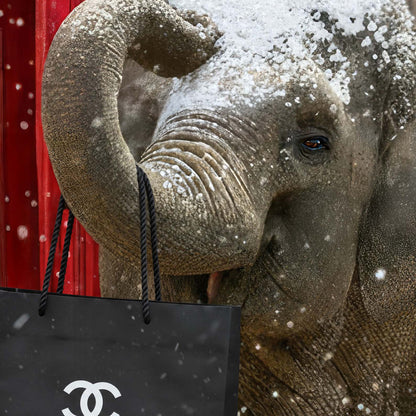 Extreme Close Up Detail Of London Stroll