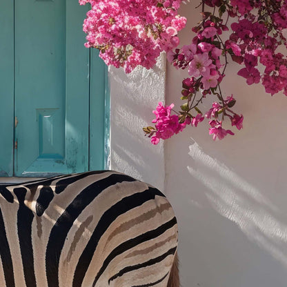 High Definition Print Quality Detail Of Mediterranean Zebra In Bloom