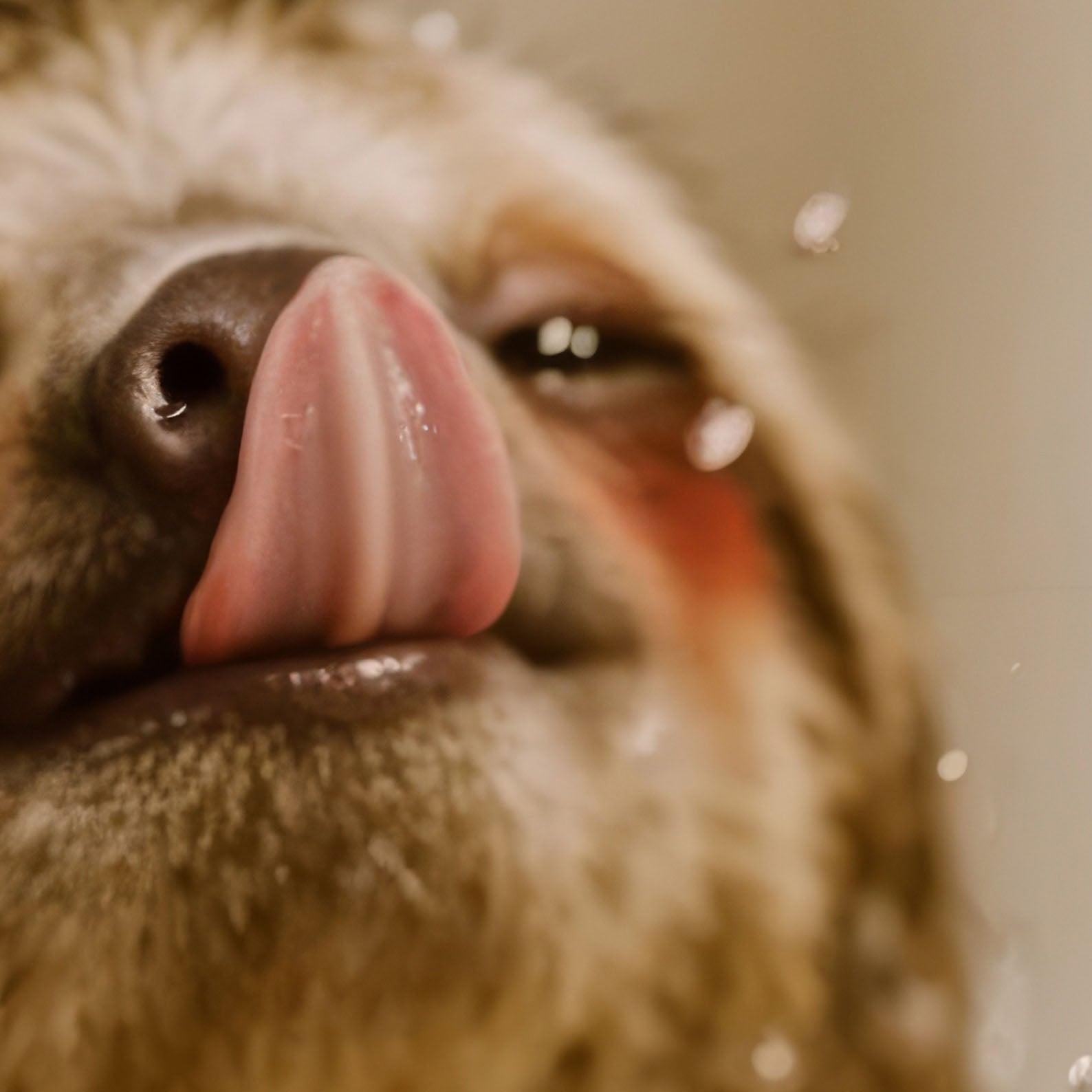 Extreme Close Up Detail Of More Champagne Please I