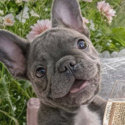 High Definition Print Quality Detail Of Picnic Toast