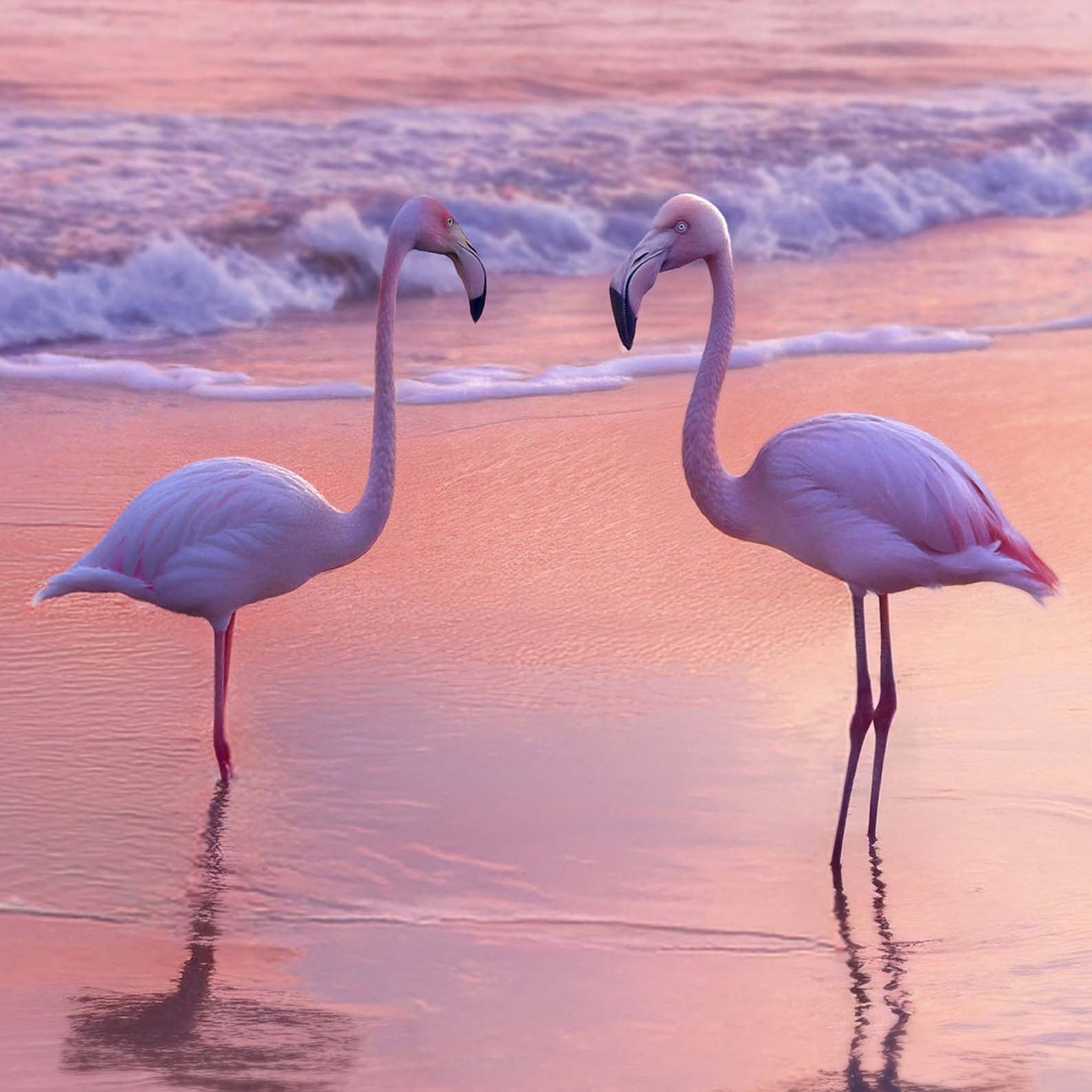 Extreme Close Up Detail Of Pink Sunset Flamingo Beach
