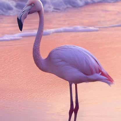 High Definition Print Quality Detail Of Pink Sunset Flamingo Beach