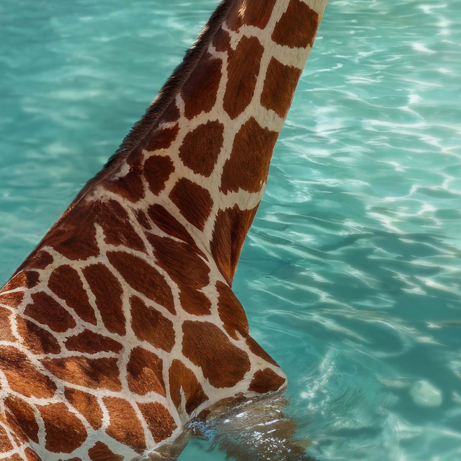 High Resolution Art Texture Of Retro Poolside Giraffes I