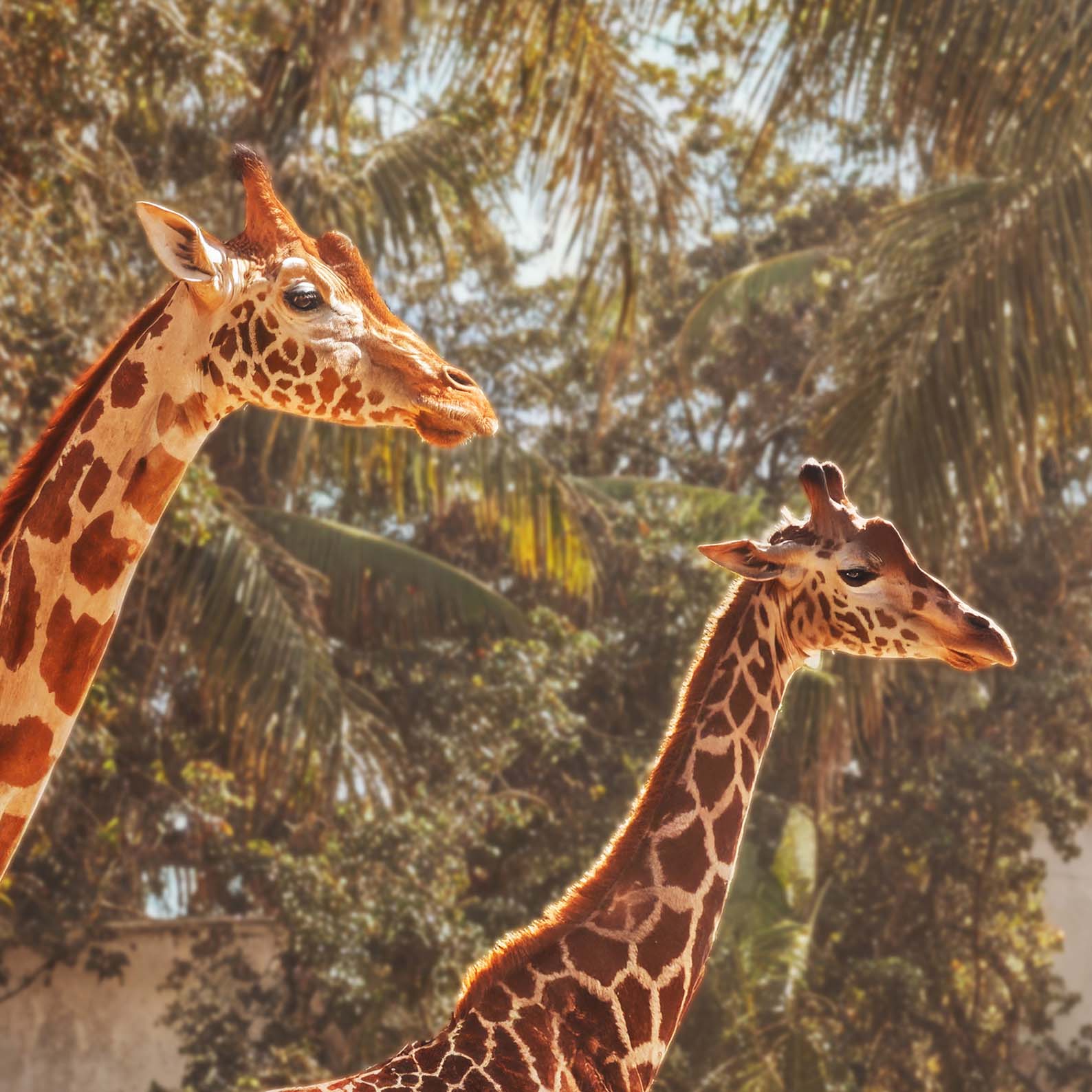 Extreme Close Up Detail Of Retro Poolside Giraffes