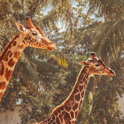 Extreme Close Up Detail Of Retro Poolside Giraffes