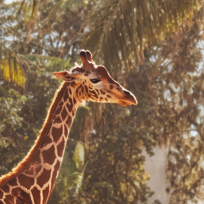 High Definition Print Quality Detail Of Retro Poolside Giraffes