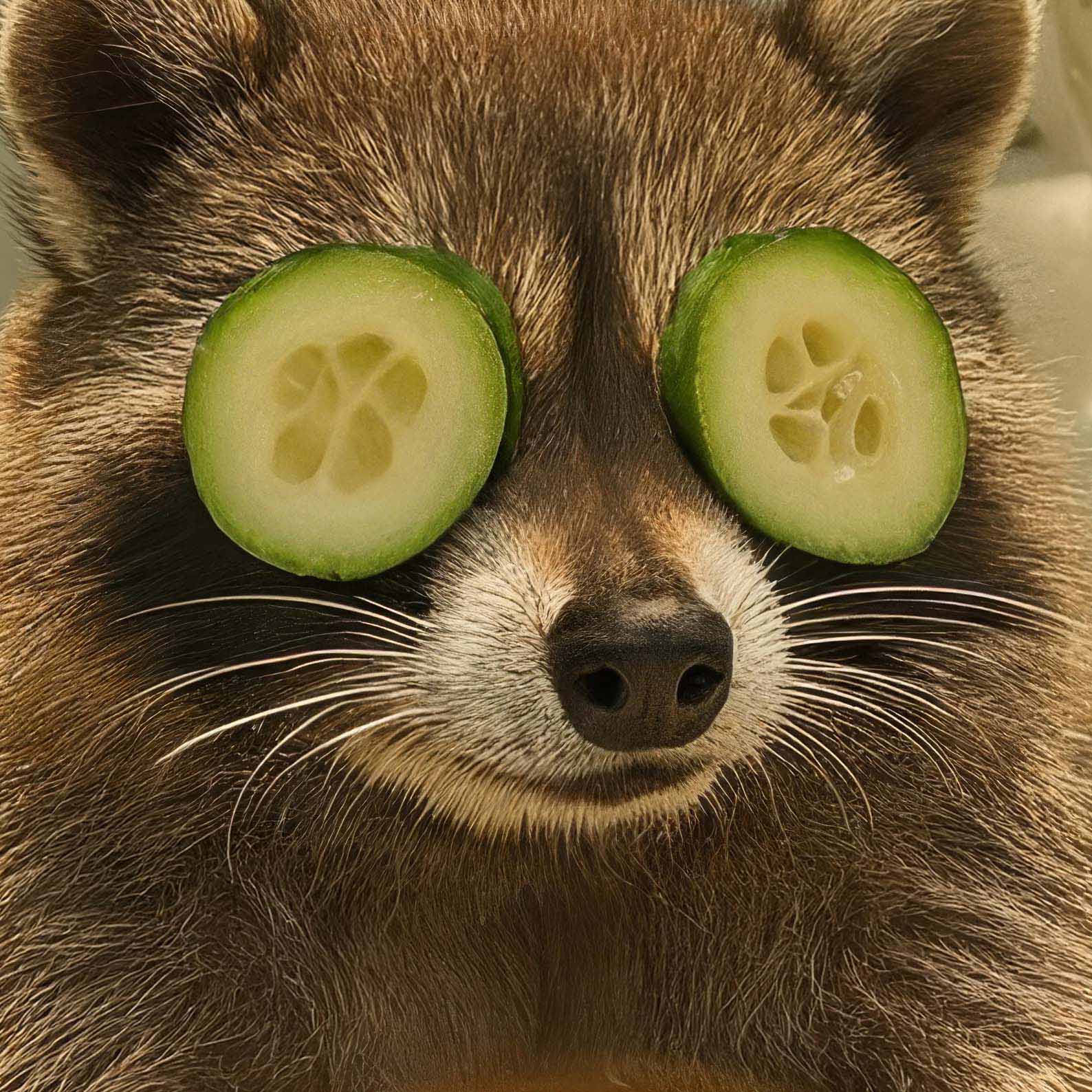 Extreme Close Up Detail Of Spring Tea Time