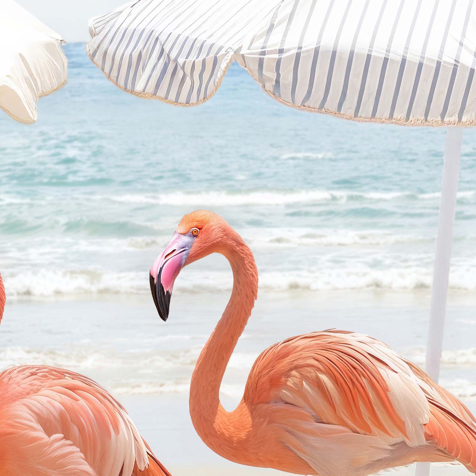 High Resolution Art Texture Of Sunny Beach Flamingos