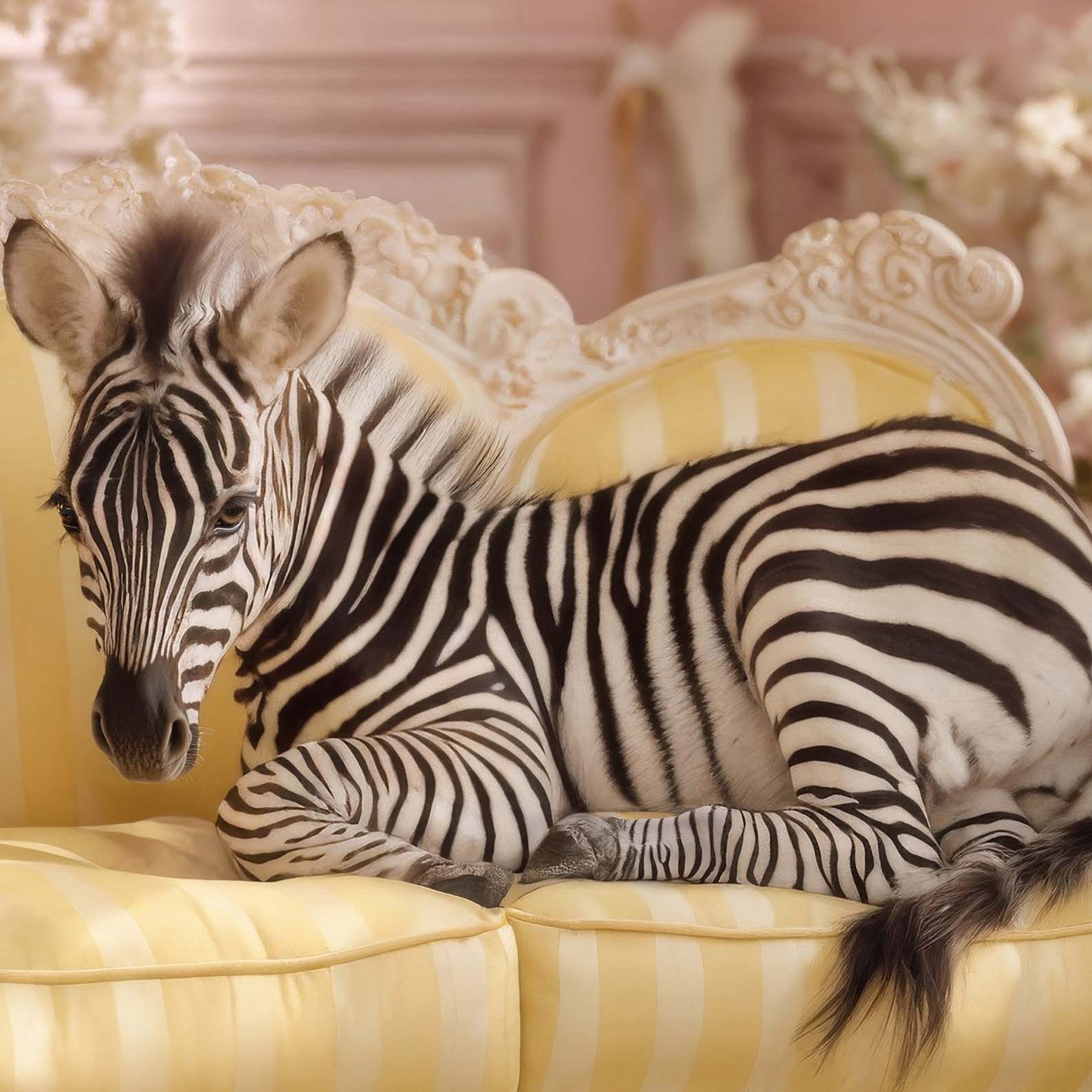 Extreme Close Up Detail Of The Zebra Princess